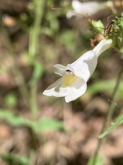 Penstemon pallidus