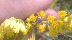 Penthobruchus germaini