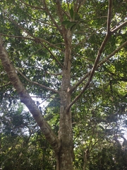 Ficus annulata