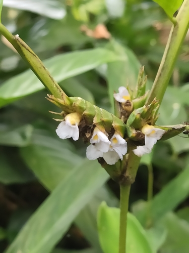 Ctenanthe lubbersiana