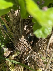 Zonotrichia leucophrys