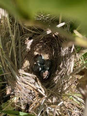 Zonotrichia leucophrys