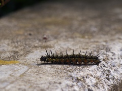 Nymphalis xanthomelas