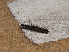 Nymphalis xanthomelas