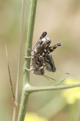 Aeoloplides fuscipes