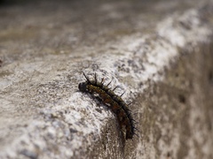 Nymphalis xanthomelas