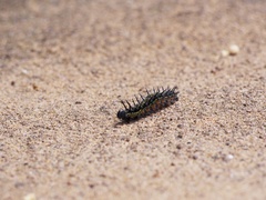 Nymphalis xanthomelas