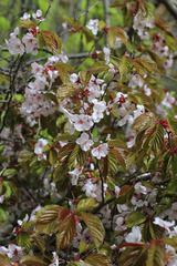 Prunus sargentii