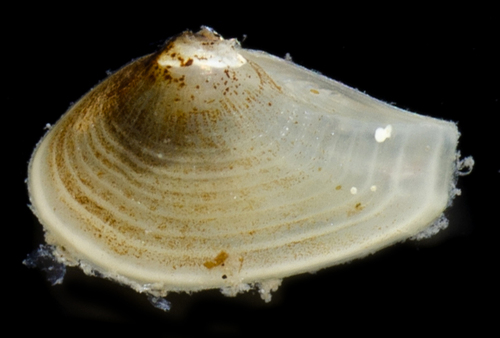 Nuculana minuta, 2019-04-12