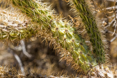 Cylindropuntia ganderi