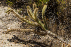 Cylindropuntia ganderi