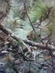 Turdus rufitorques