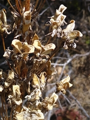 Veratrum californicum