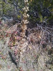 Veratrum californicum
