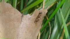 Cranistus colliurides