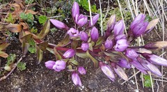 Gentianella foliosa