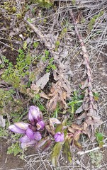 Gentianella foliosa