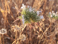 Navarretia tagetina