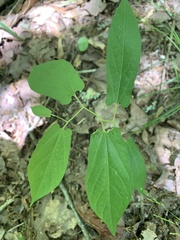 Endodeca serpentaria