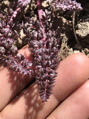Pedicularis semibarbata charlestonensis