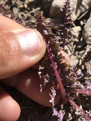 Pedicularis semibarbata charlestonensis