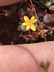 Portulaca bicolor