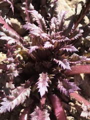 Pedicularis semibarbata charlestonensis