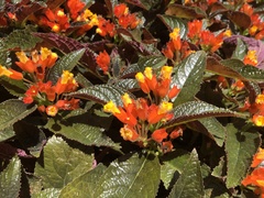 Chrysothemis pulchella