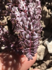 Pedicularis semibarbata charlestonensis