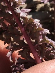 Pedicularis semibarbata charlestonensis