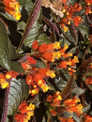 Chrysothemis pulchella