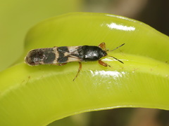 Macropes varipennis