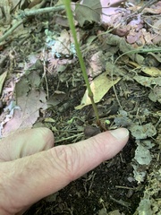 Endodeca serpentaria