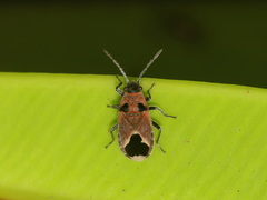Melanotelus bipunctatus