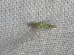 Nesidiocoris tenuis