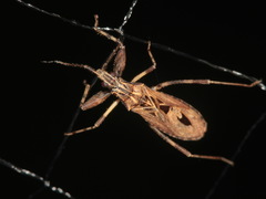 Oncocephalus sarawakensis