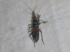 Peirates atromaculatus