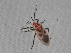 Physopelta albofasciata