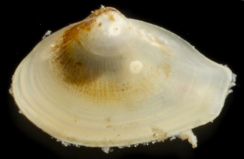Nuculana minuta, 2019-04-16