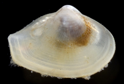 Nuculana minuta, 2019-04-16
