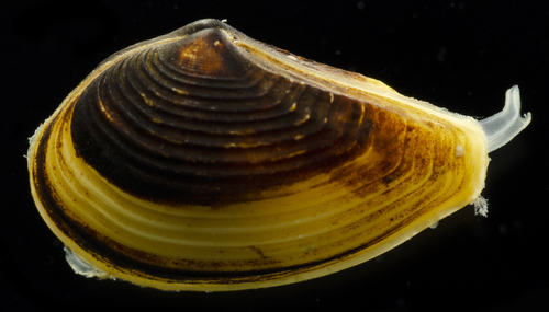 Nuculana minuta, 2019-04-16
