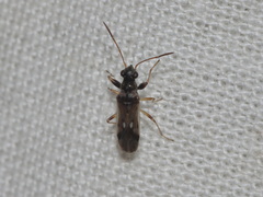 Pseudopachybrachius guttus