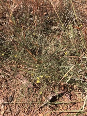 Goodenia armitiana