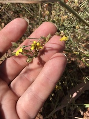 Goodenia armitiana