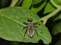 Rhynocoris marginellus
