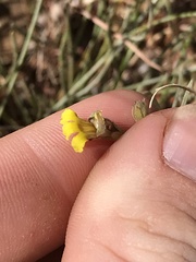 Goodenia armitiana