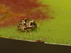 Spermatodes variolosus