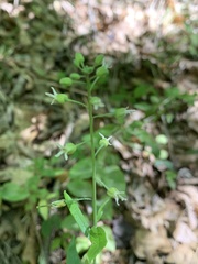 Borodinia canadensis