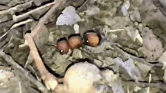 Pseudomethoca oceola