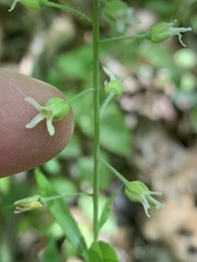 Borodinia canadensis
